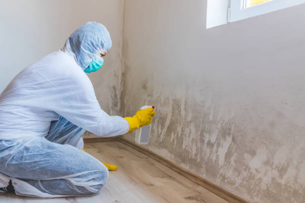 Licensed Mold Inspection service in Fallston, MD - WQB Mold Removal